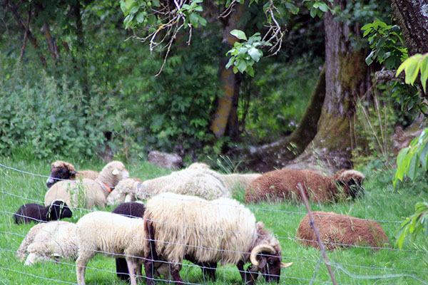 Ovejas asturianas