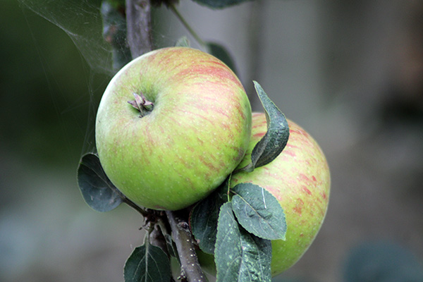 Manzana asturiana de sidra