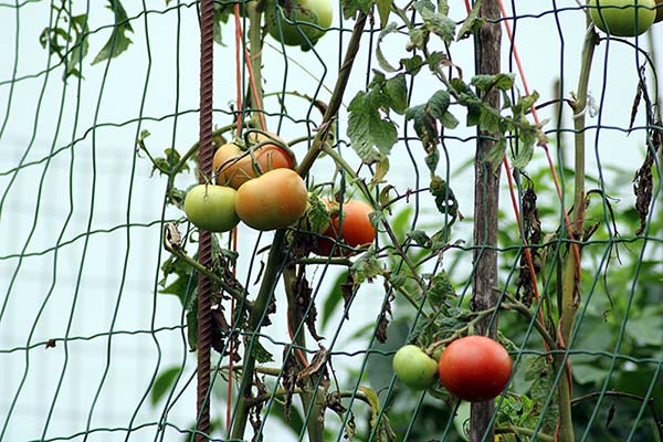 Tomates asturianos