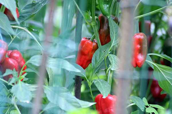 Pimientos asturianos