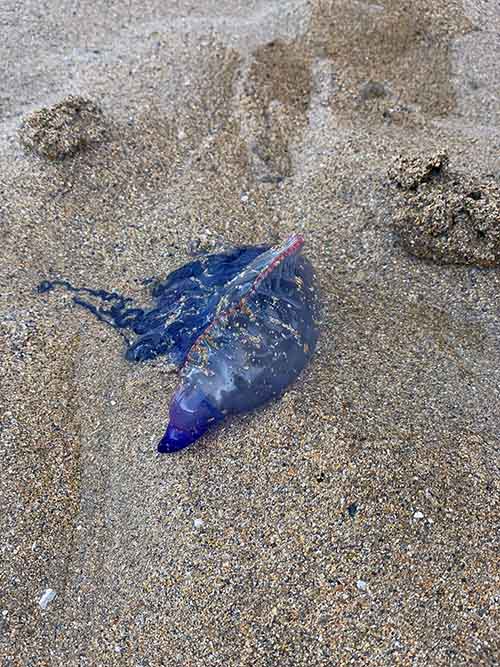Carabela portuguesa en la playa de Gijón