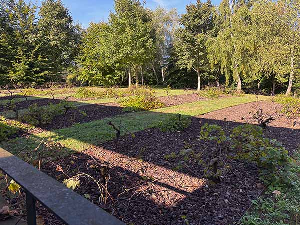Plantación de vides en la villa romana de Veranes en Gijón