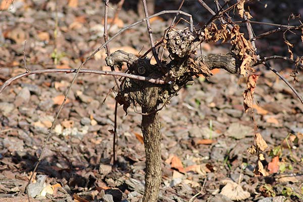 Plantación de vides en la villa romana de Veranes en Gijón