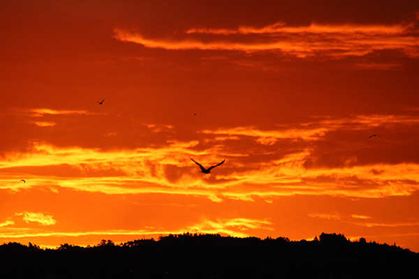 Gaviotas al amanecer en la ensenada de Llumeres en Gozón en Asturias