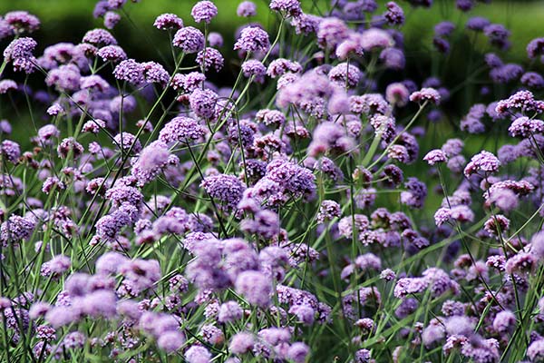 Flores en el parque Isabel la Católica en Gijón