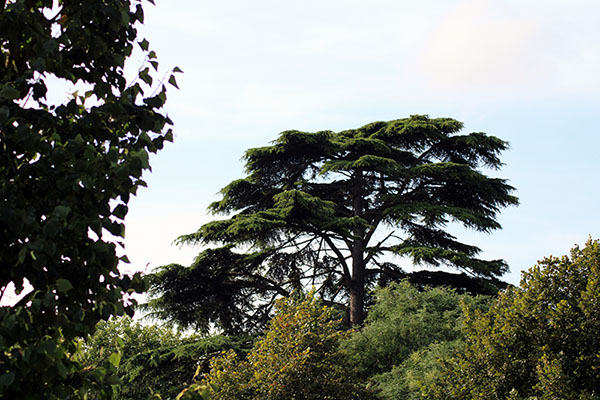 Árboles en el parque Isabel la Católica en Gijón