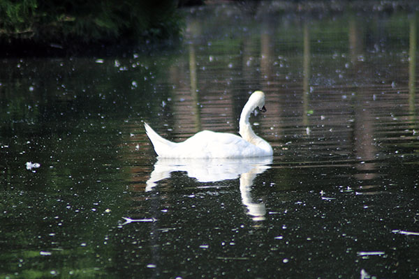 Cisne blanco en en el parque Isabel la Católica de Gijón