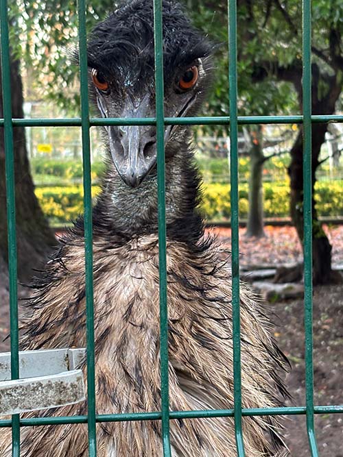 Aves en cautiverio en el parque Isabel la Católica en Gijón
