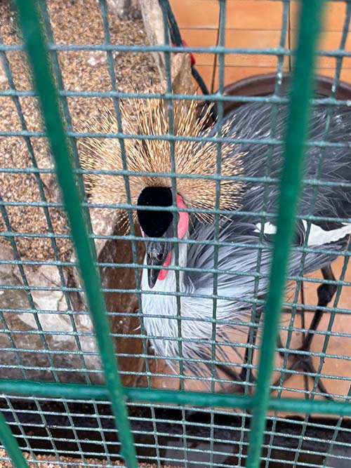 Aves en cautiverio en el parque Isabel la Católica en Gijón