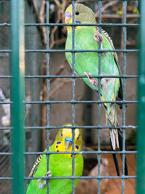 Aves en cautiverio en el parque Isabel la Católica en Gijón