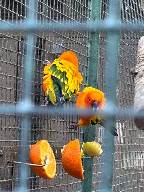 Aves en cautiverio en el parque Isabel la Católica en Gijón