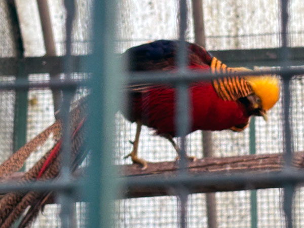 Aves en cautiverio en el parque Isabel la Católica en Gijón