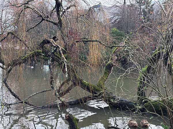 Árboles caducifolios en invierno sin hoja en el parque Isabel la Católica de Gijón