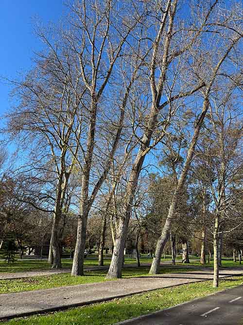 Árboles caducifolios en invierno sin hoja en el parque Isabel la Católica de Gijón