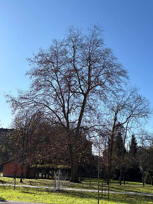 Árboles caducifolios en invierno sin hoja en el parque Isabel la Católica de Gijón