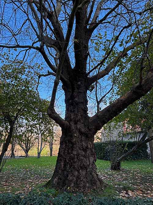 Árboles caducifolios en invierno sin hoja en el parque Isabel la Católica de Gijón