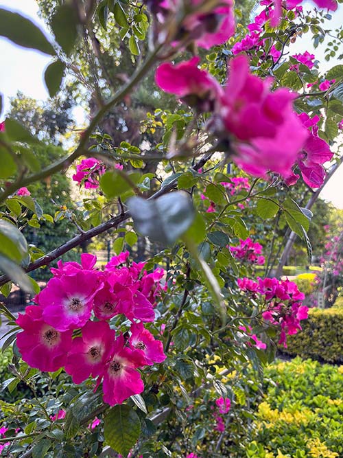 Flores en primavera en el parque Isabel la Católica de Gijón