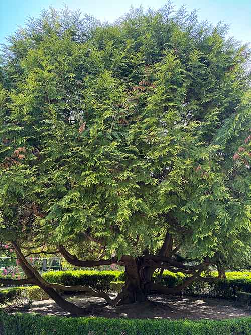 Árboles en el parque Isabel la Católica en Gijón