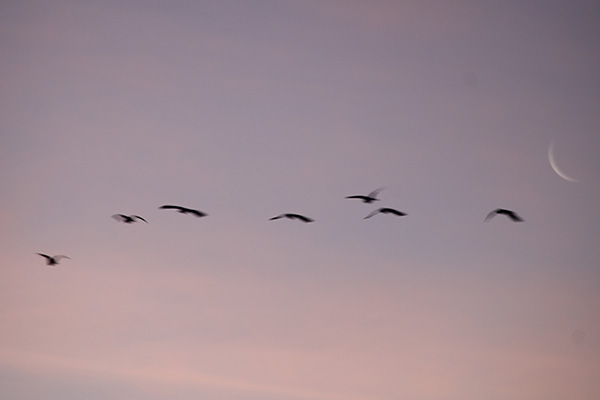 Aves volando en el amanecer del parque Isabel la Católica en Gijón