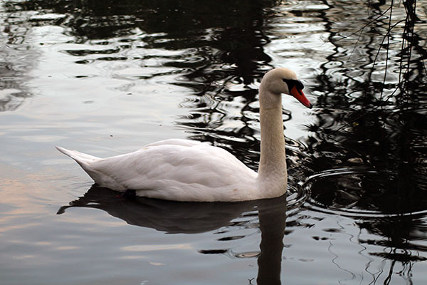 Cisne en el estanque del parque Isabel la Católica de Gijón