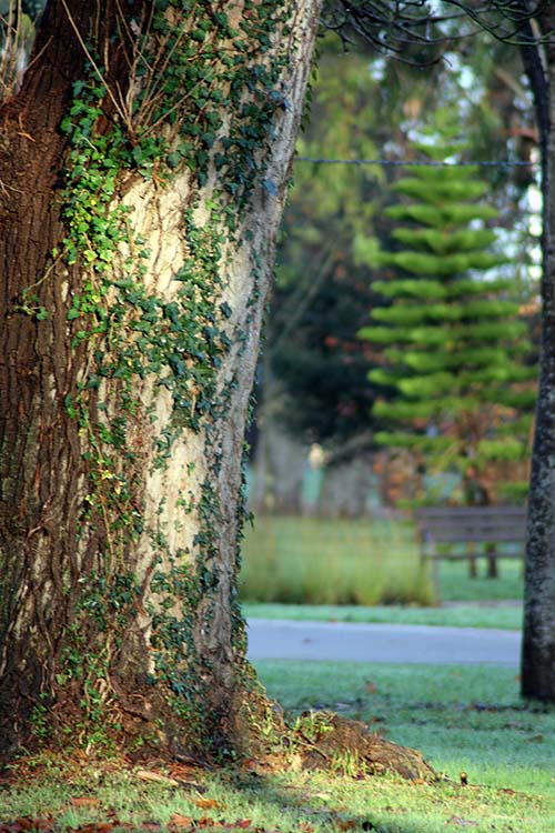 Árboles en el parque Isabel la Católica en Gijón