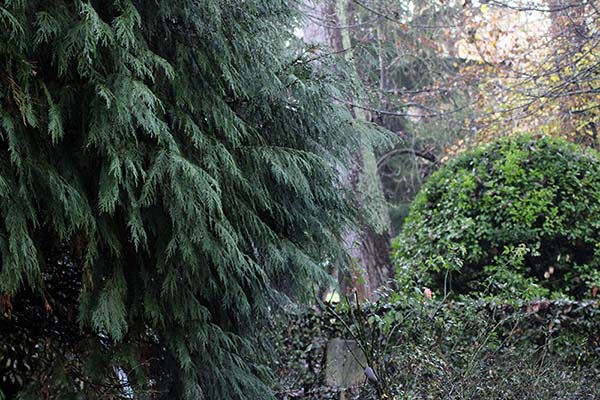 Árboles en el parque Isabel la Católica en Gijón