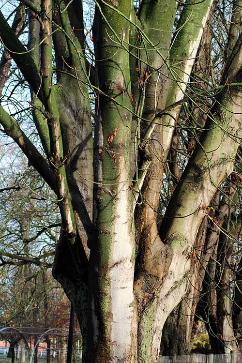 Castaño americano sin hojas por ser invierno, en el parque Isabel la Católica de Gijón