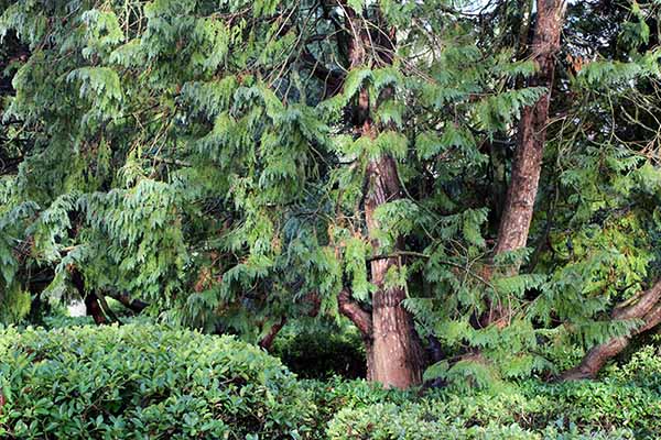 Árboles en el parque Isabel la Católica en Gijón