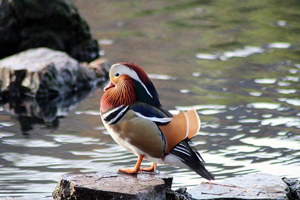 Pato mandarín en el parque Isabel la Católica de Gijón
