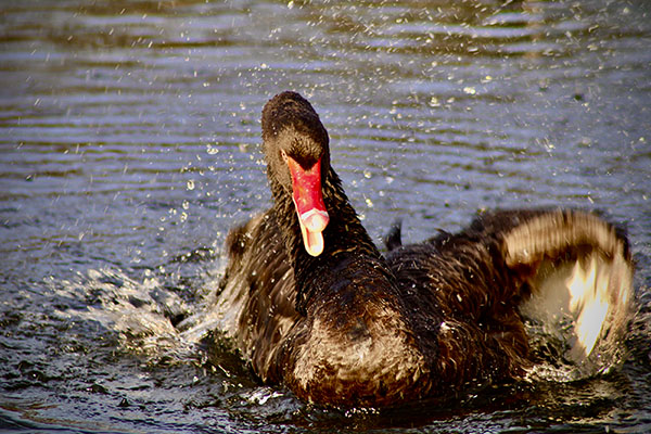 Cisne negro en el parque Isabel la Católica de Gijón