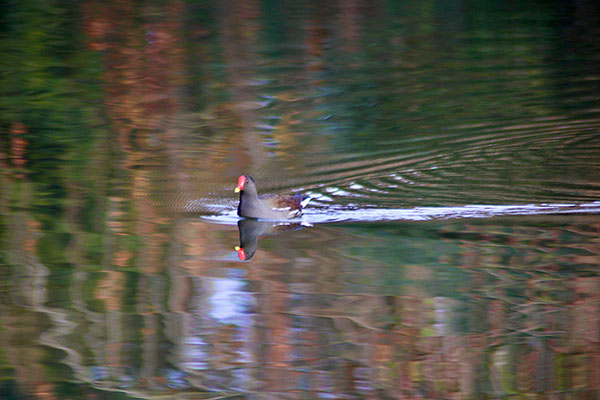 Polla de agua nadando en el estanque del parque Isabel la Católica de Gijón