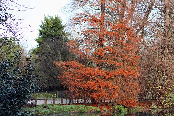 Colores del otoño en el parque Isabel la Católica de Gijón