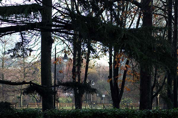 Árboles en el parque Isabel la Católica en Gijón