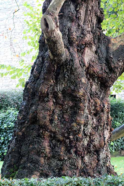 Árboles en el parque Isabel la Católica en Gijón