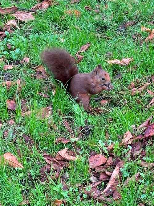 Ardilla en el parque Isabel la Católica de Gijón