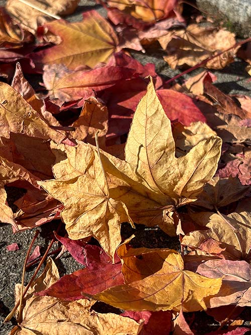 Colores del otoño en el parque Isabel la Católica de Gijón
