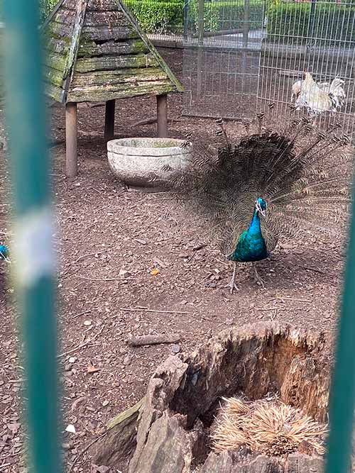 Aves en cautiverio en el parque Isabel la Católica en Gijón