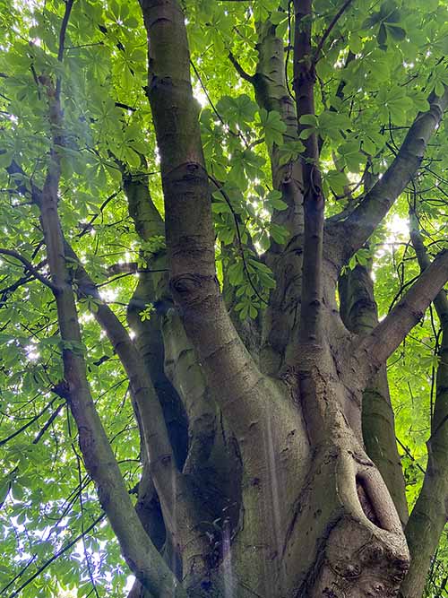 Árboles poblados de verde en el verano del parque Isabel la Católica de Gijón