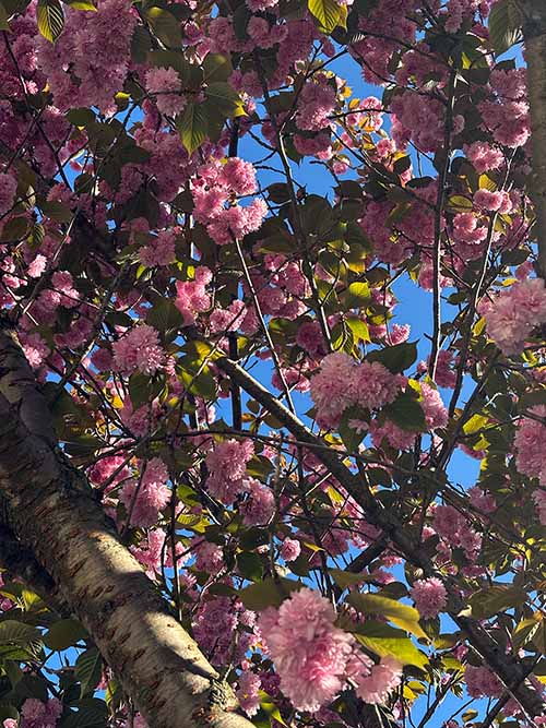 Flores en primavera en el parque Isabel la Católica de Gijón