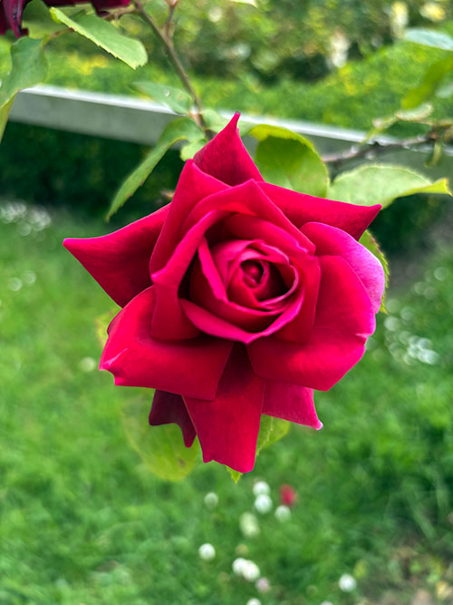 Rosas en primavera en el parque Isabel la Católica de Gijón