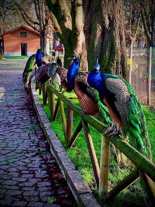Pavos reales en el parque Isabel la Católica de Gijón