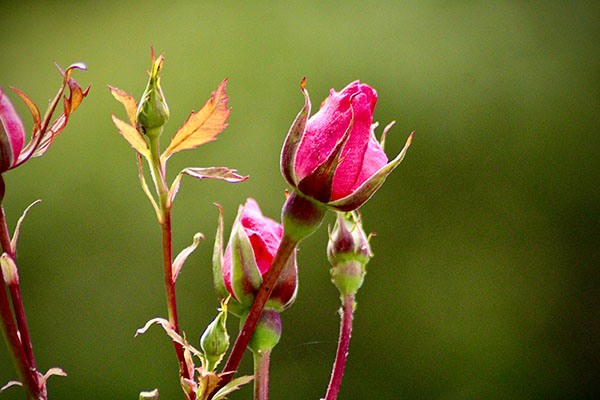 Rosas en primavera en el parque Isabel la Católica de Gijón