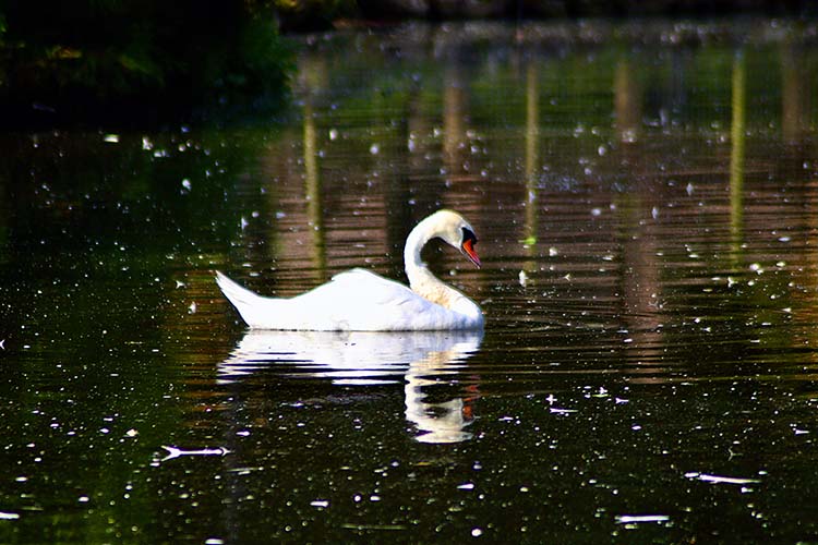 Cisne en el estanque del parque Isabel la Católica de Gijón