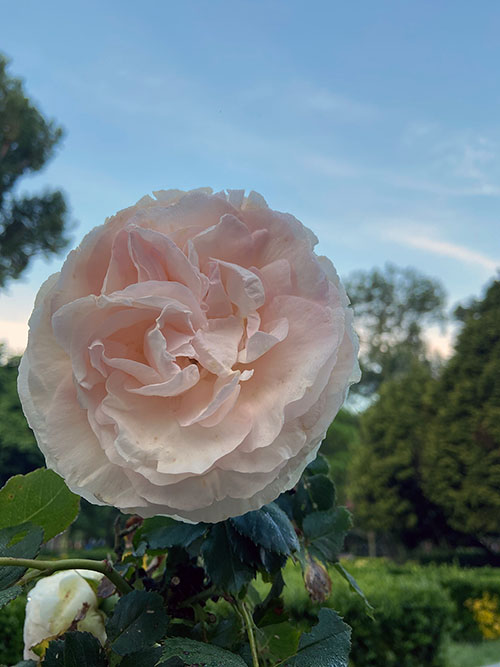 Rosas en primavera en el parque Isabel la Católica de Gijón