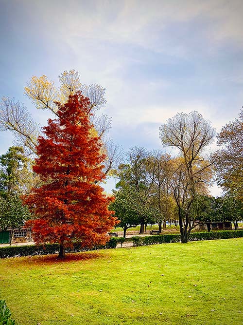 Colores del otoño en el parque Isabel la Católica de Gijón
