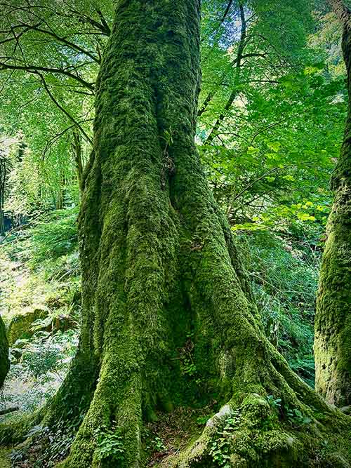 Haya, con su traje de musgo húmedo, en un bosque asturiano