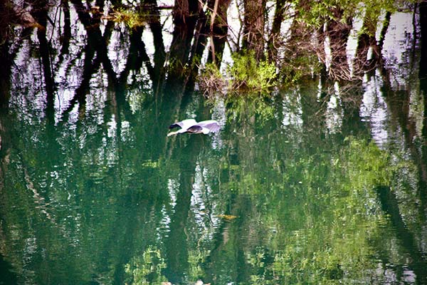 Una garza sobrevuela un pantano en Asturias