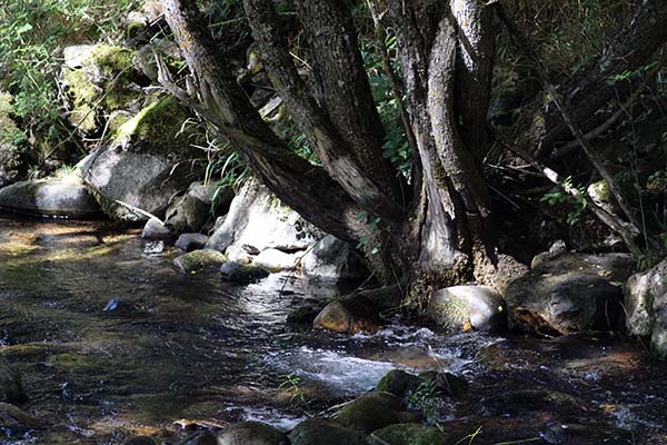 Riachuelo asturiano