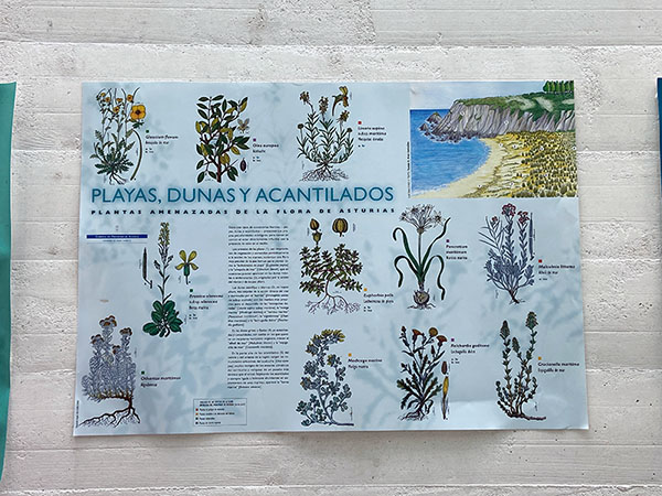 Panel sobre protección de la flora en entornos marinos en Cabo Peñas en Asturias