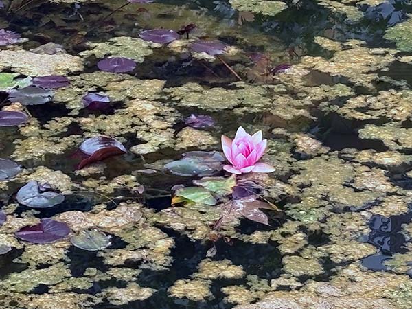 Nenúfar o flor de agua en la mitología asturiana